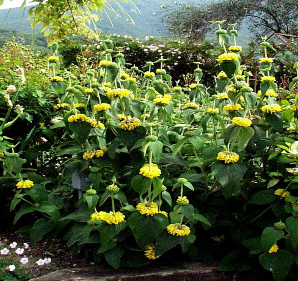 Phlomis fruticosa 'Grande Verde'