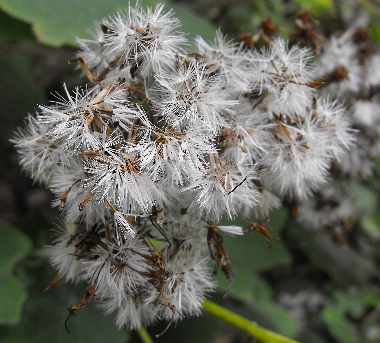 Roldana (Senecio) petasitis