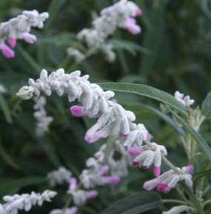 Salvia leucantha 'Danielle's Dream'