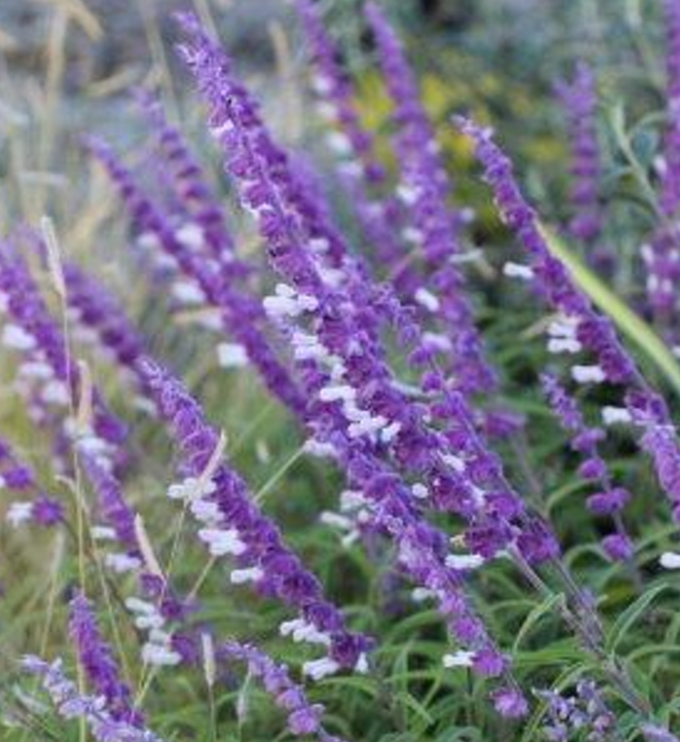 Salvia leucantha 'Purple and White'