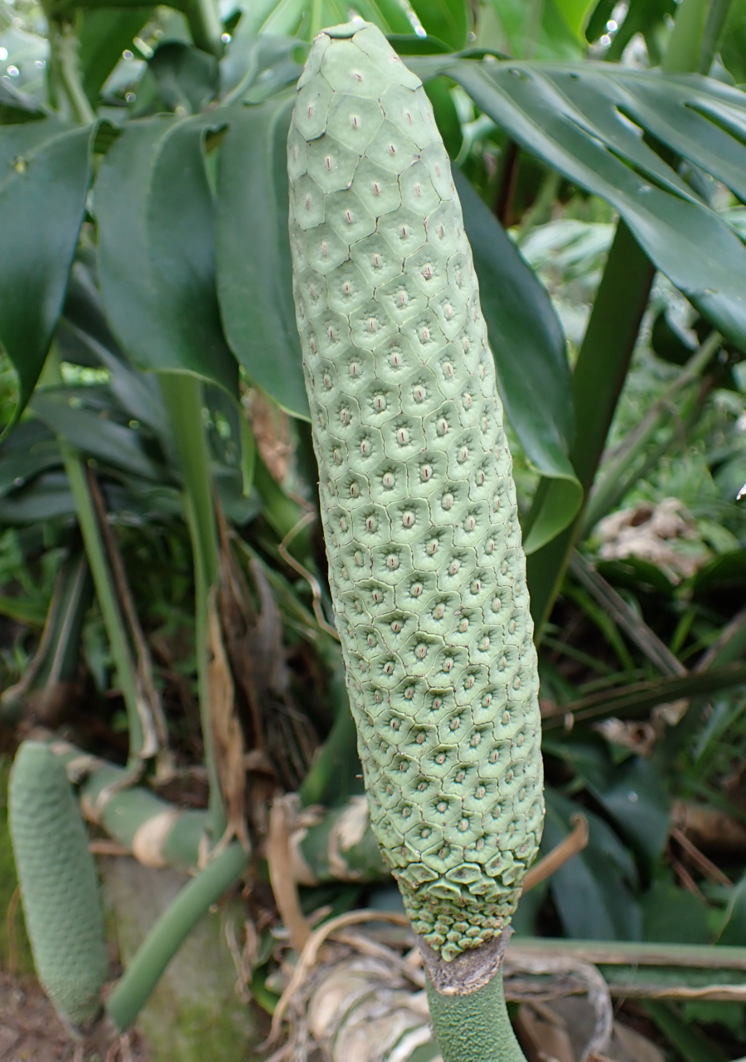monstera deliciosa fruit purchase Monstera deliciosa – Heron's Head Nursery