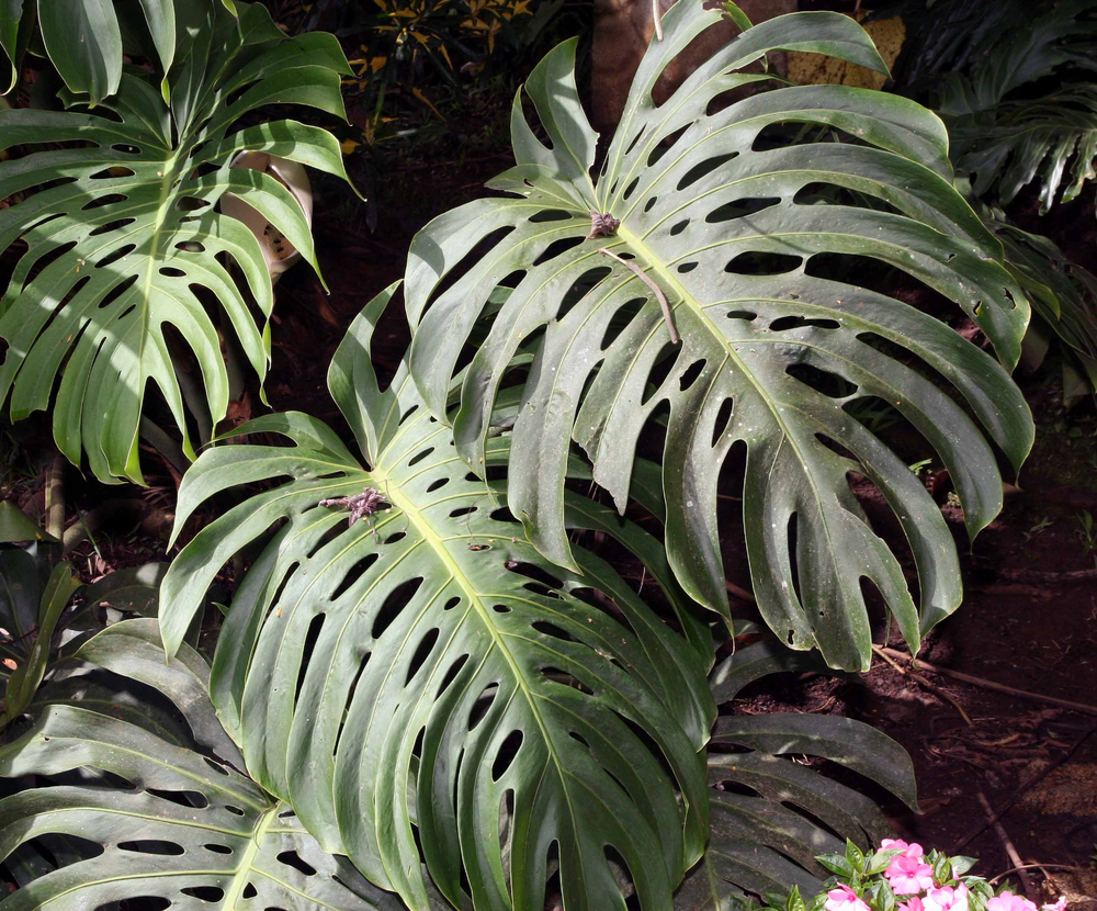 Monstera deliciosa