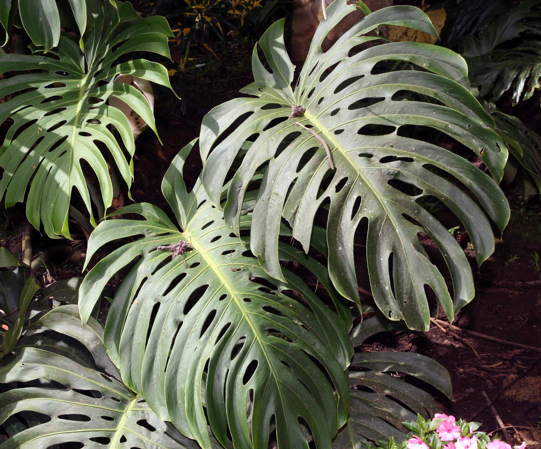Monstera deliciosa