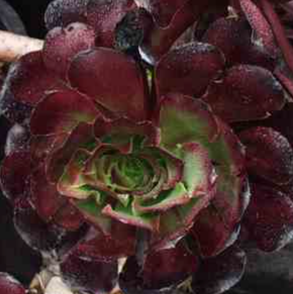 Aeonium arboreum 'Purple Queen'