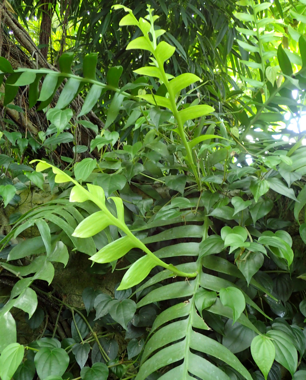 Selenicereus chrysocardium