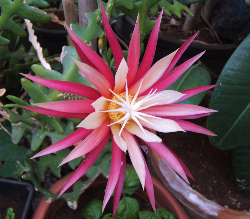 Selenicereus anthonyanus