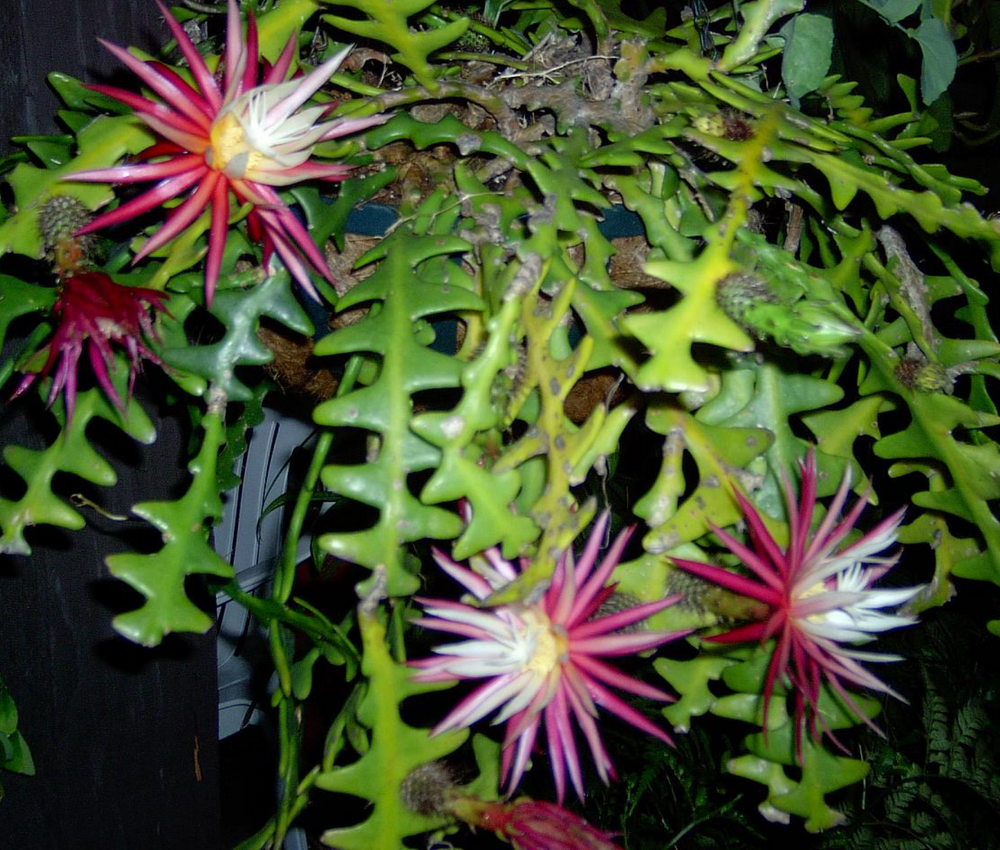 Selenicereus anthonyanus