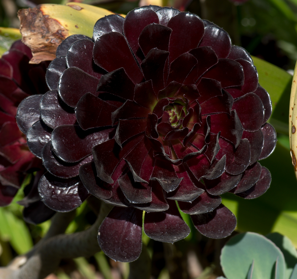 Aeonium arboreum 'Zwartkop'