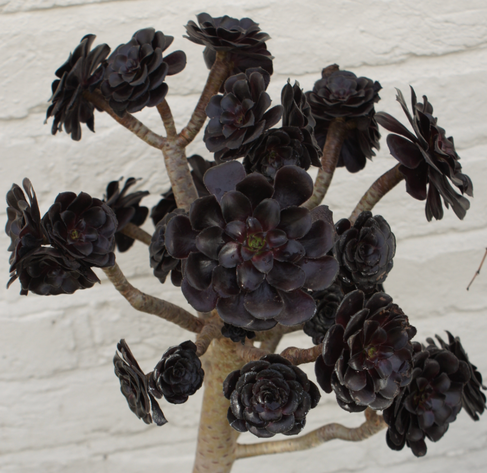 Aeonium arboreum 'Zwartkop'