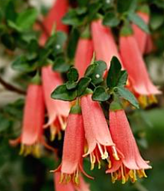 Correa 'Ray's Tangerine'