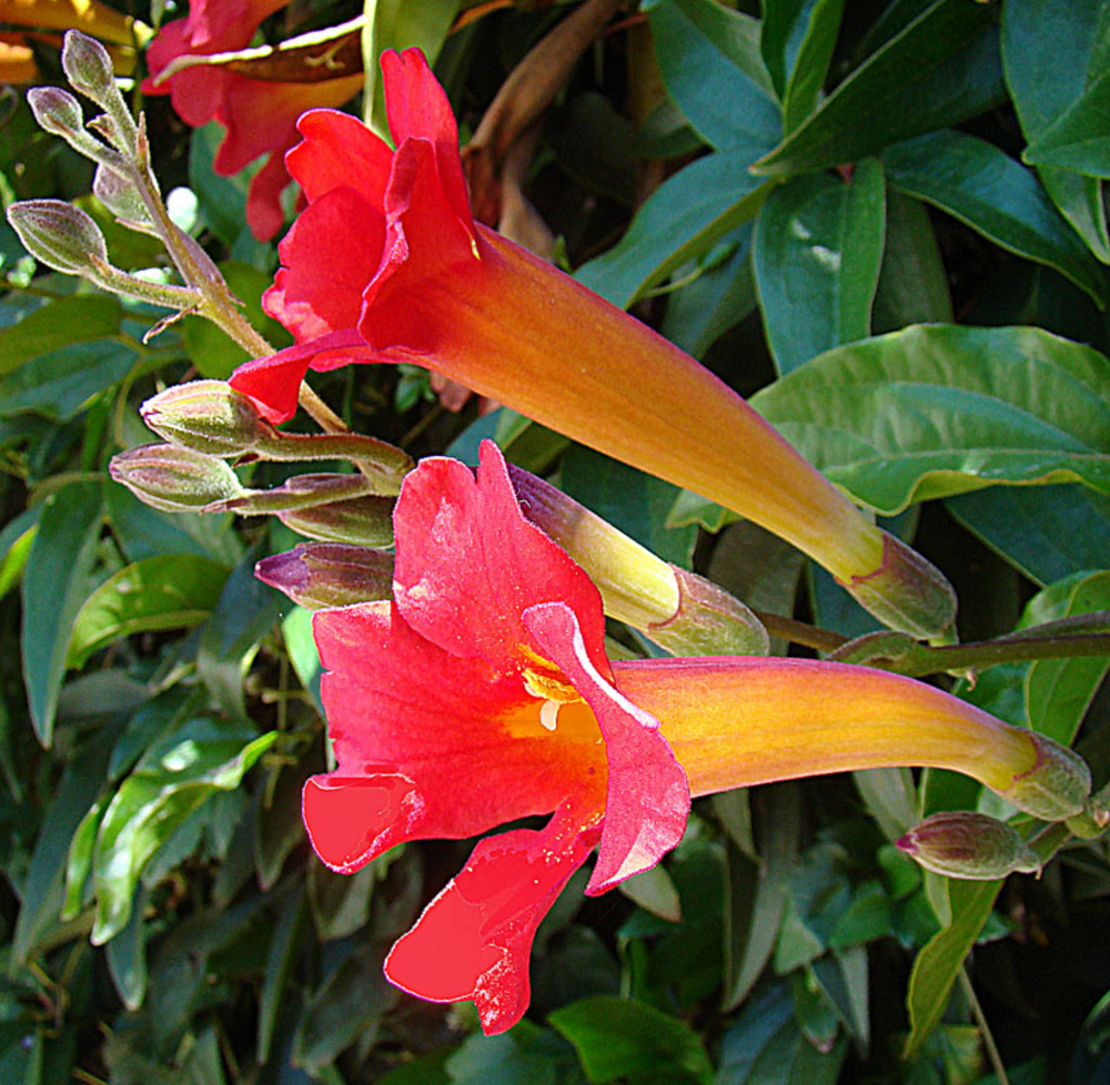 Distictis buccinatoria