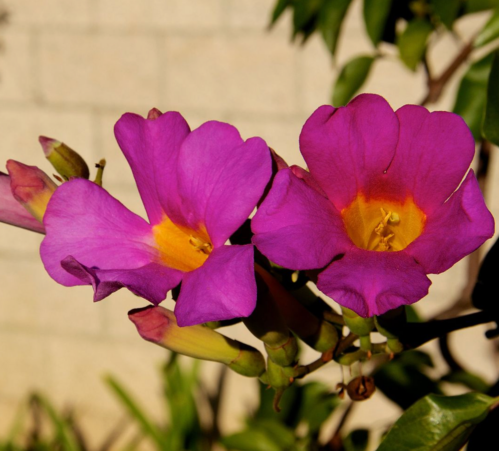 Distictus 'Rivers'
