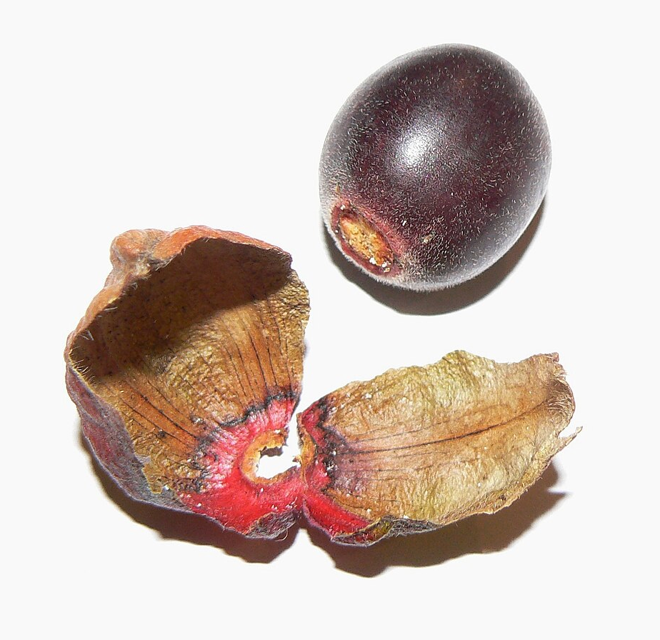 Diospyros whyteana