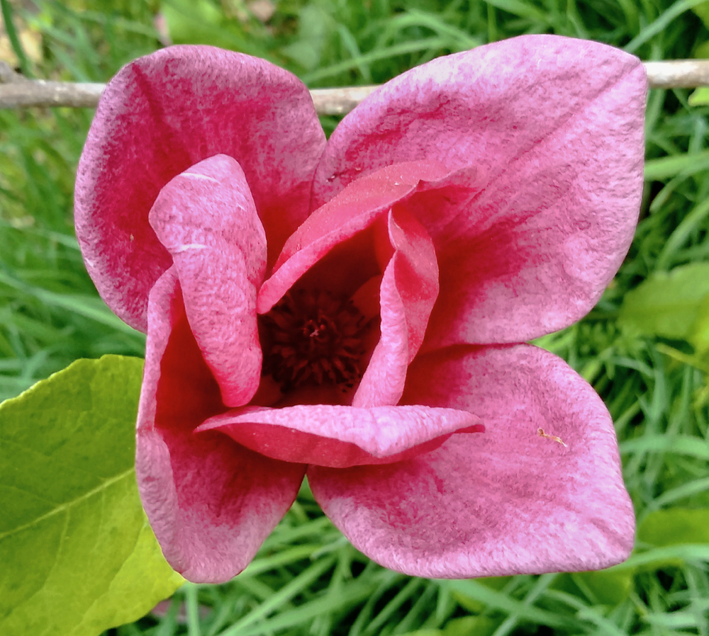 Magnolia 'Genie'