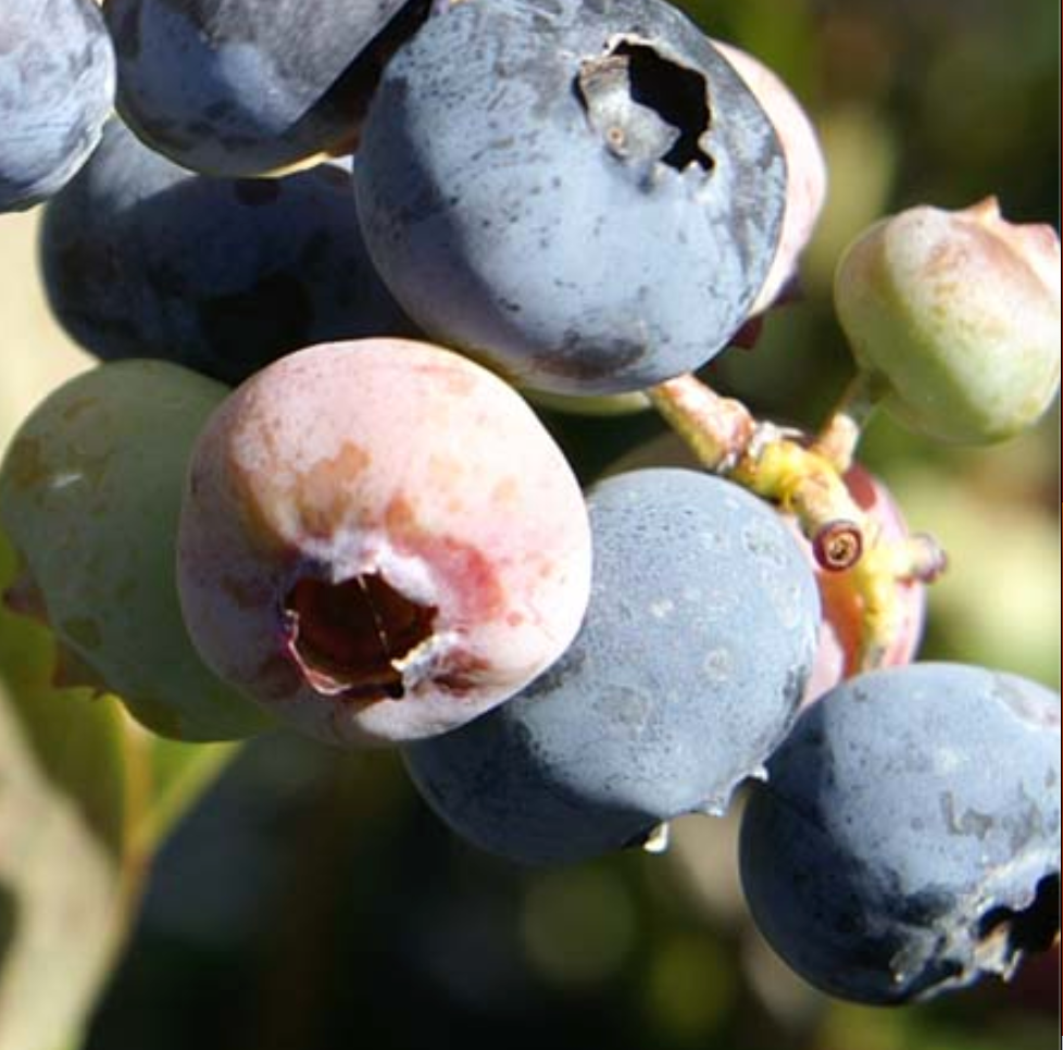Blueberry 'Bluecrop'