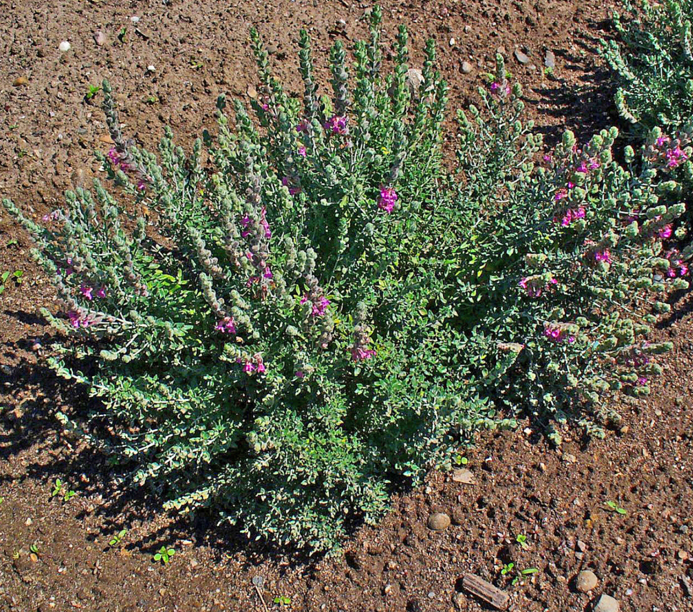 Teucrium marum