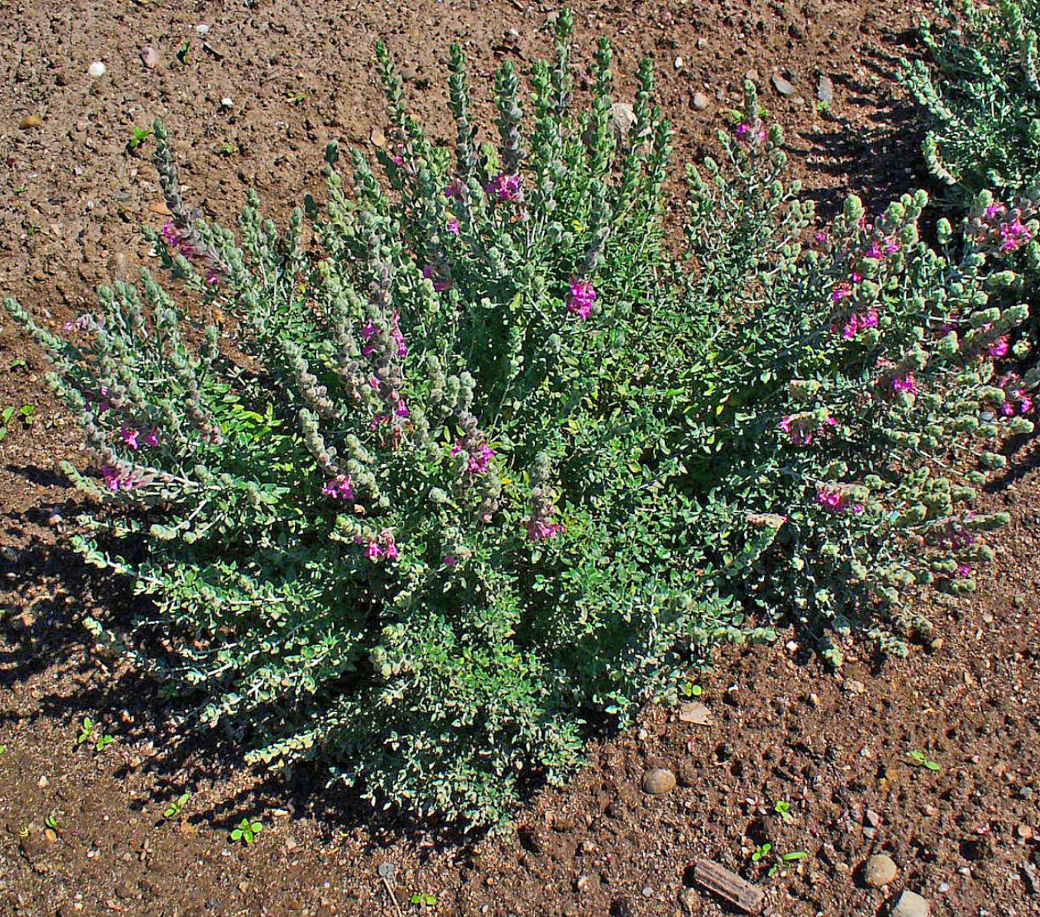 Teucrium marum