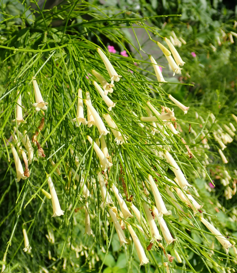 Russelia equisetiformis 'Yellow Form'