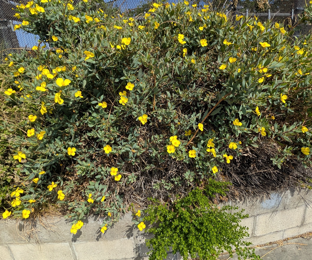 Dendromecon harfordii