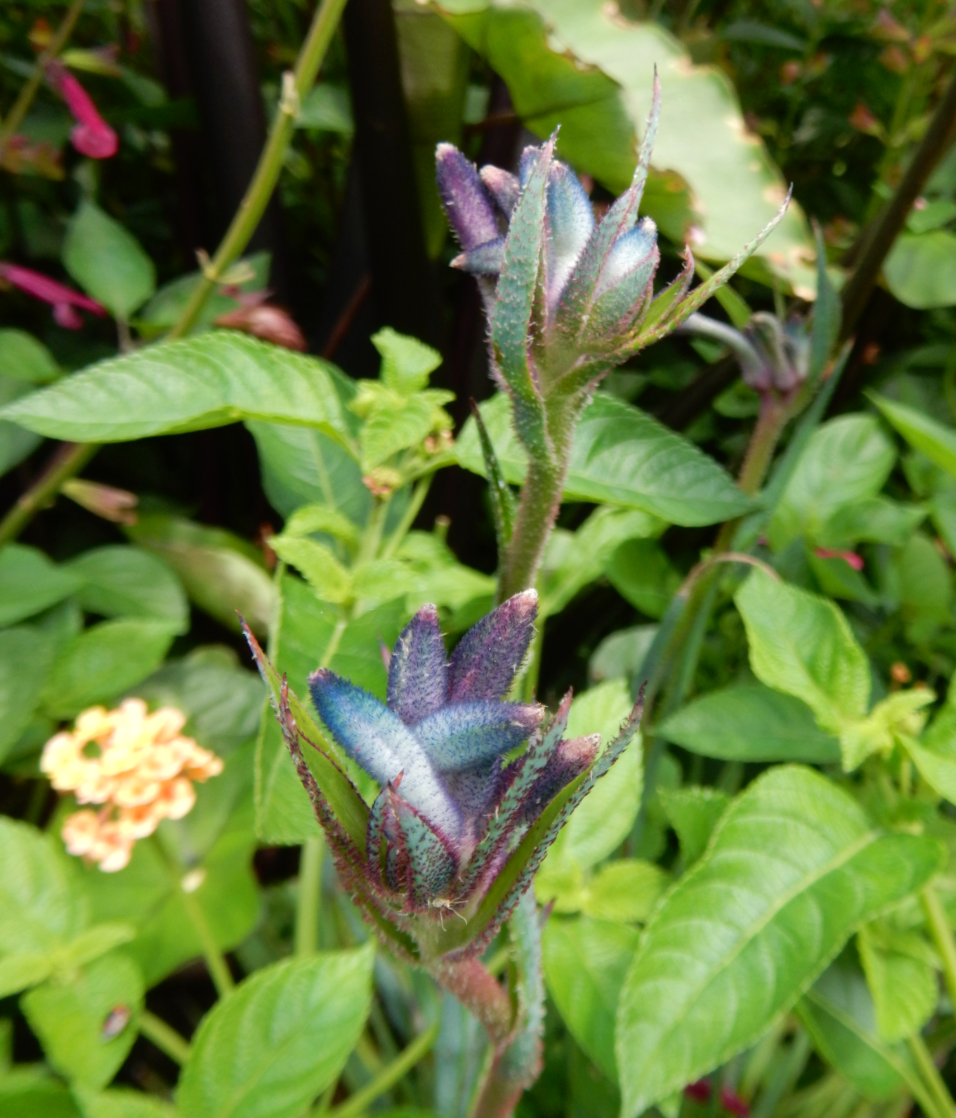 Anigozanthos 'Celebration Masquerade'