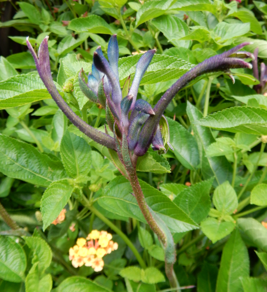 Anigozanthos 'Celebration Masquerade'