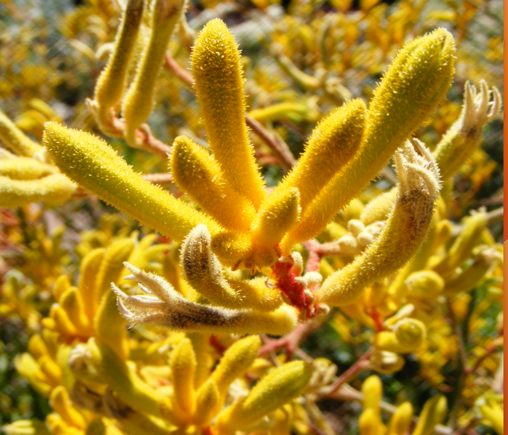 Anigozanthos 'Yellow Gem'