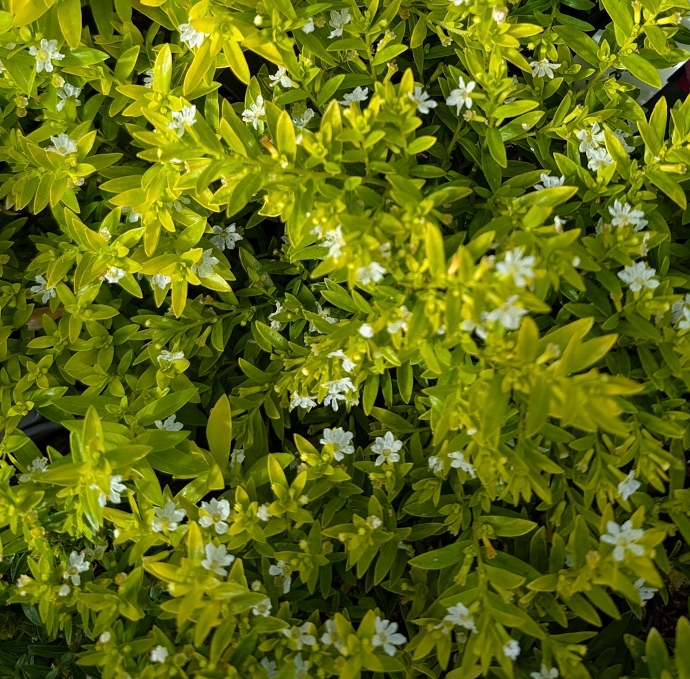 Cuphea hyssopifolia 'Lil Sprite'