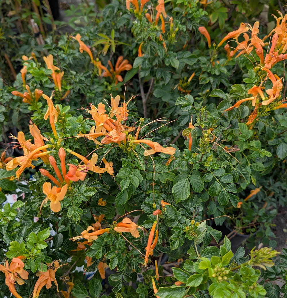 Tecomaria capensis 'Buff Gold'