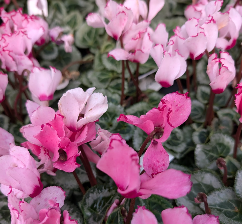 Cyclamen mini Metis Assorted