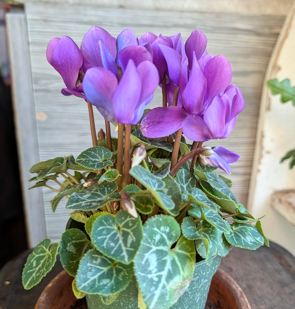 Cyclamen persicum F1 Super Series 'Allure Dark Violet'