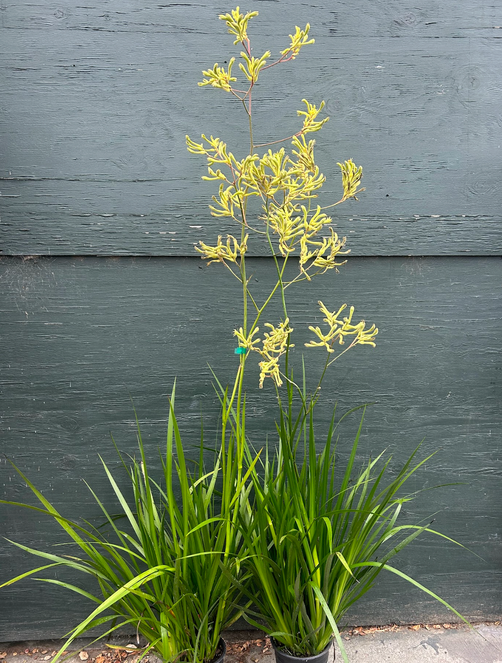 Anigozanthos 'Yellow Gem'