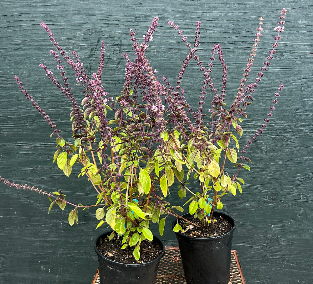 Basil (Ocimum kilimandscharicum) 'African Blue'