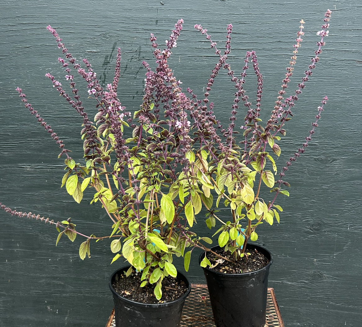 Basil (Ocimum kilimandscharicum) 'African Blue'