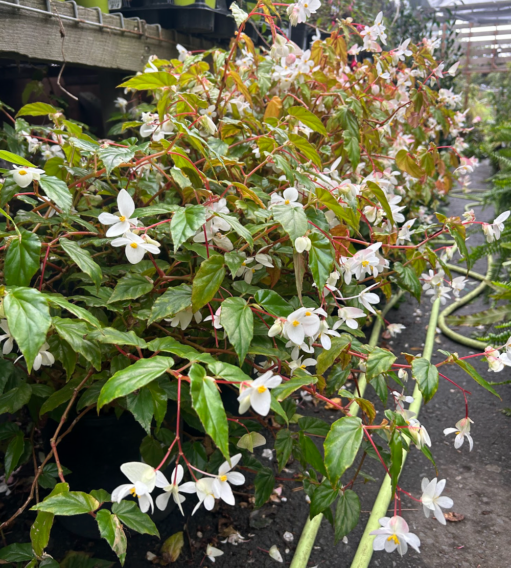 Begonia acutifolia