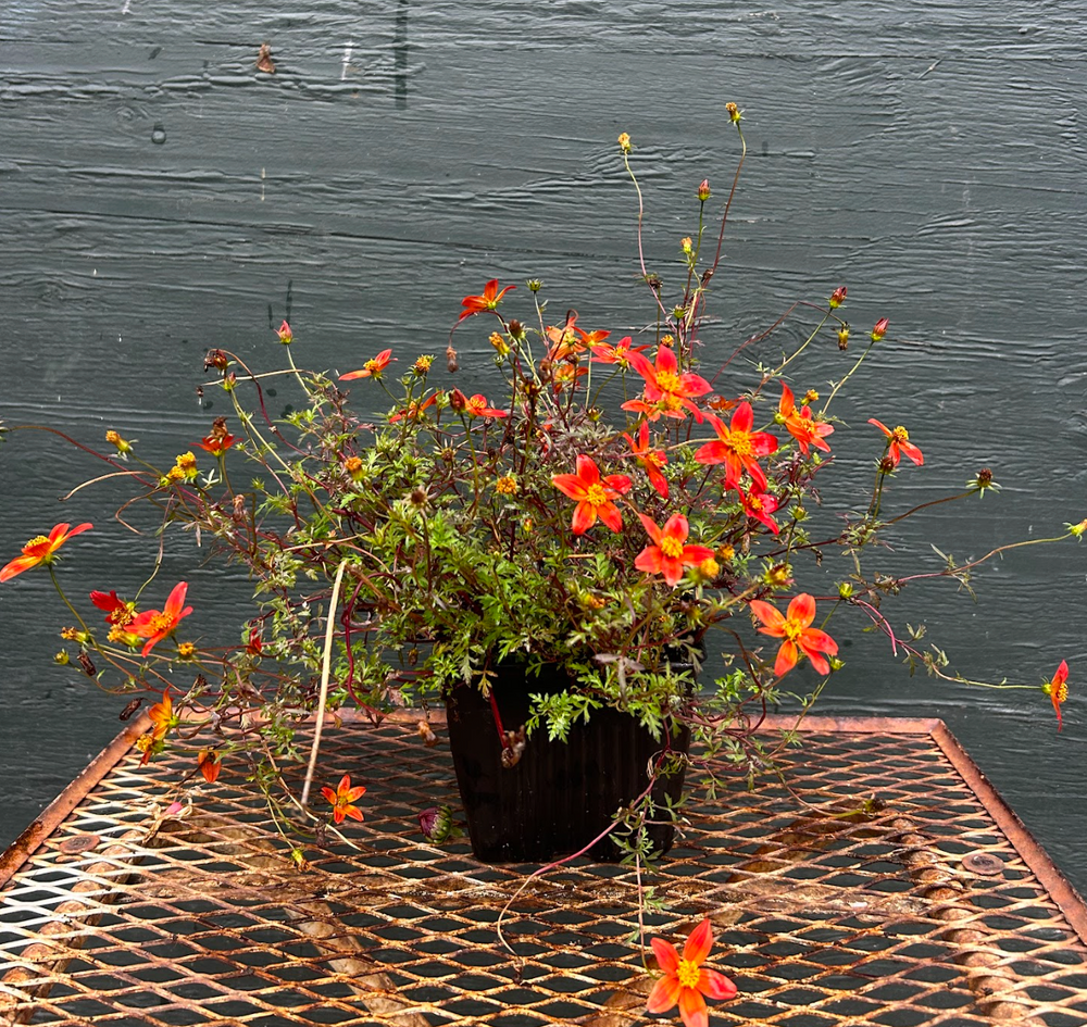 Bidens Beedance® 'Painted Red'
