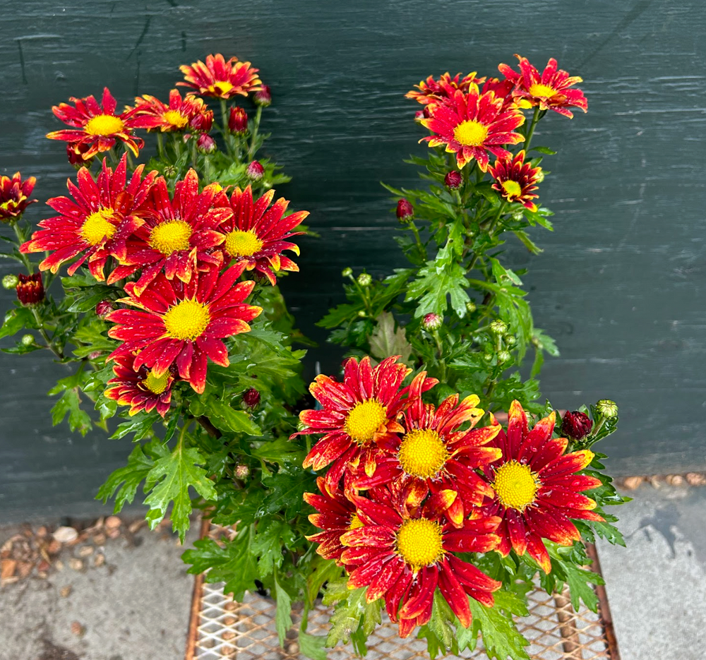 Chrysanthemum Pot 'Rainbow Hearts Delight