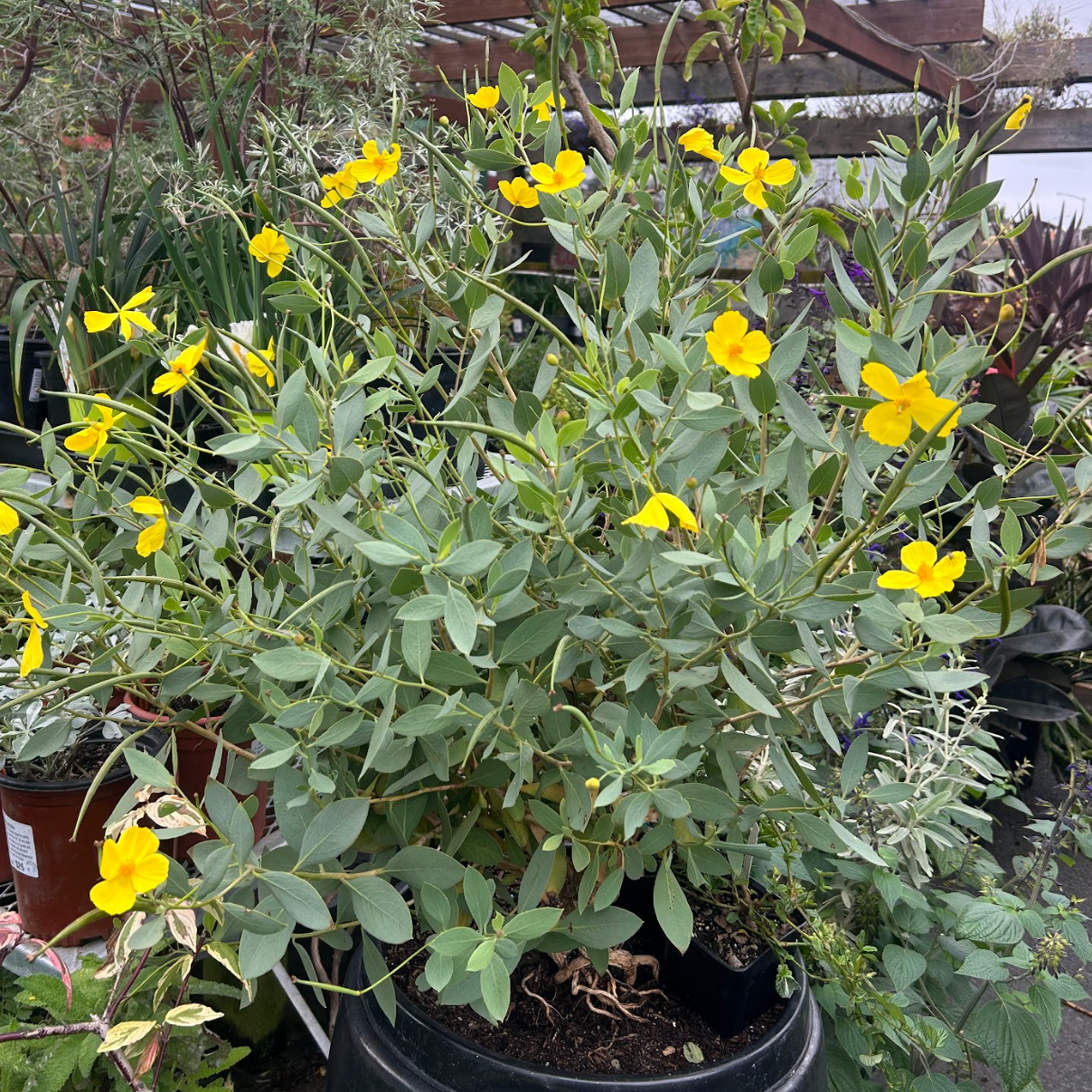 Dendromecon harfordii