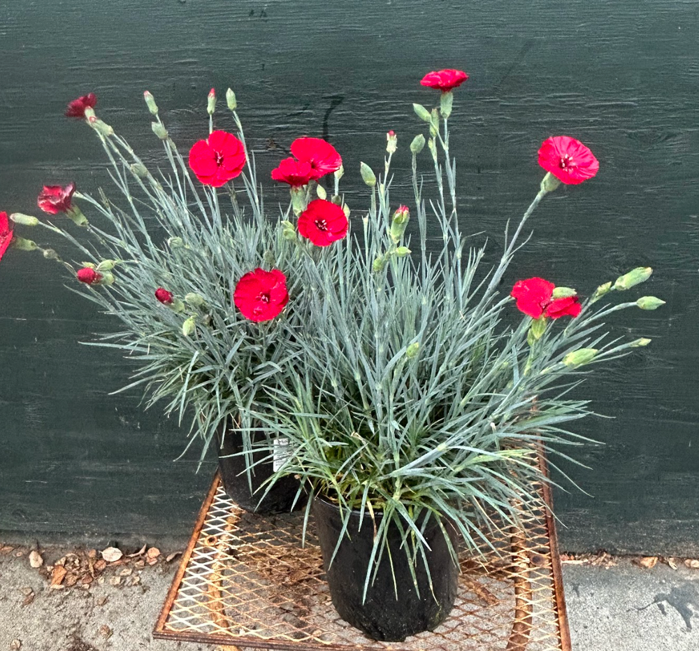 Dianthus AP Cherry Pie
