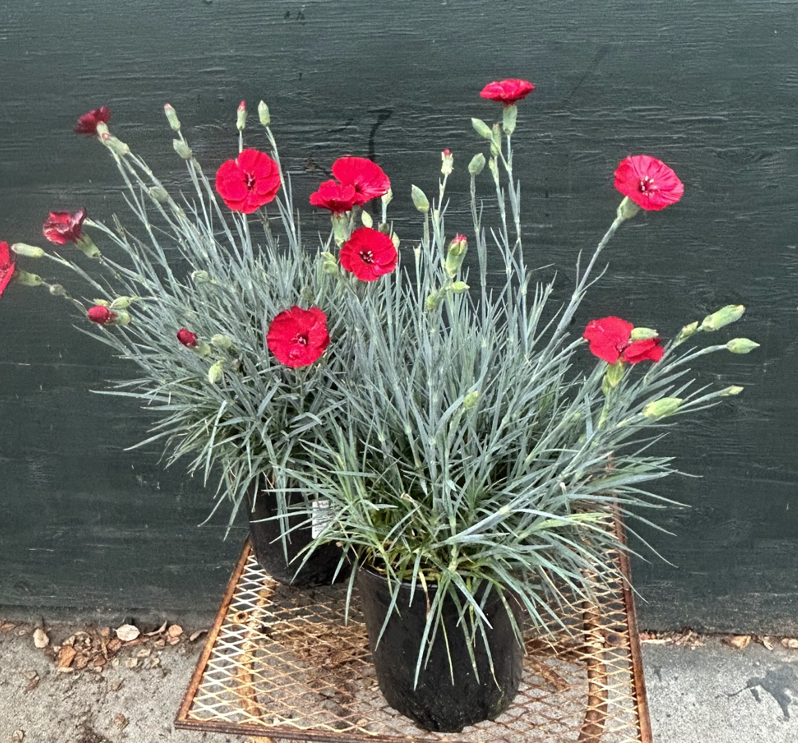 Dianthus AP Cherry Pie