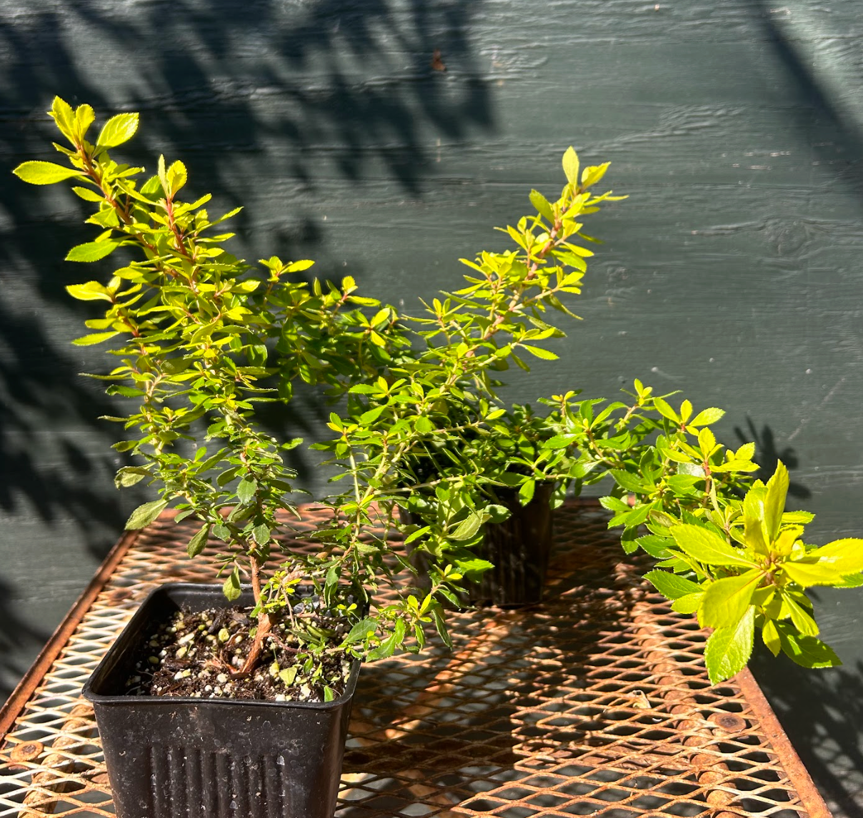 Escallonia 'Golden Carpet'