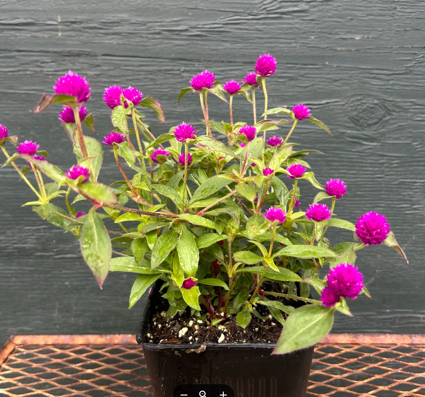 Gomphrena hybrida Pinball 'Purple'
