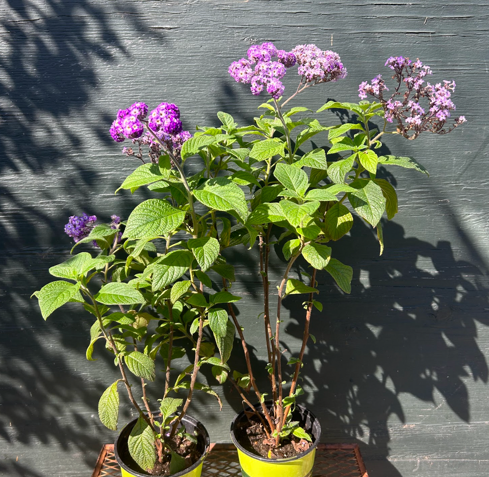 Heliotropium arborescens 'Fragrant Delight'