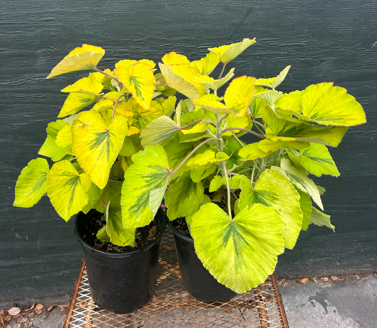 Pelargonium cord. 'Caroline's Citrine'