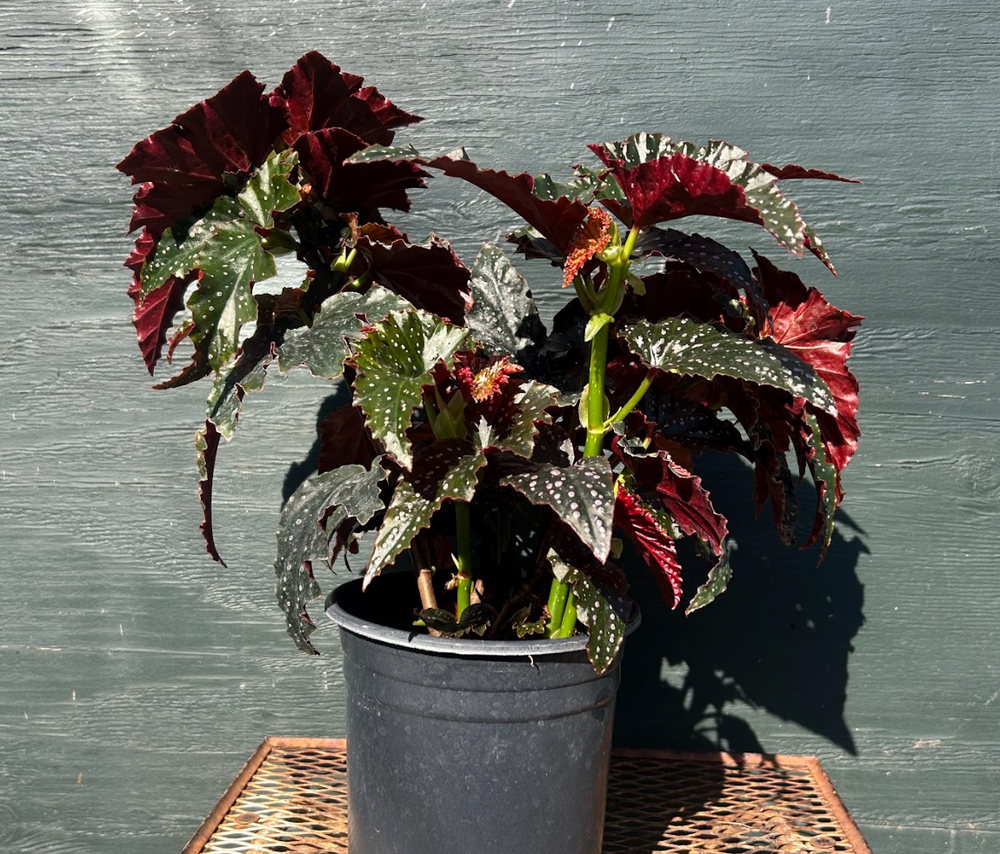 Begonia 'Fannie Moser'