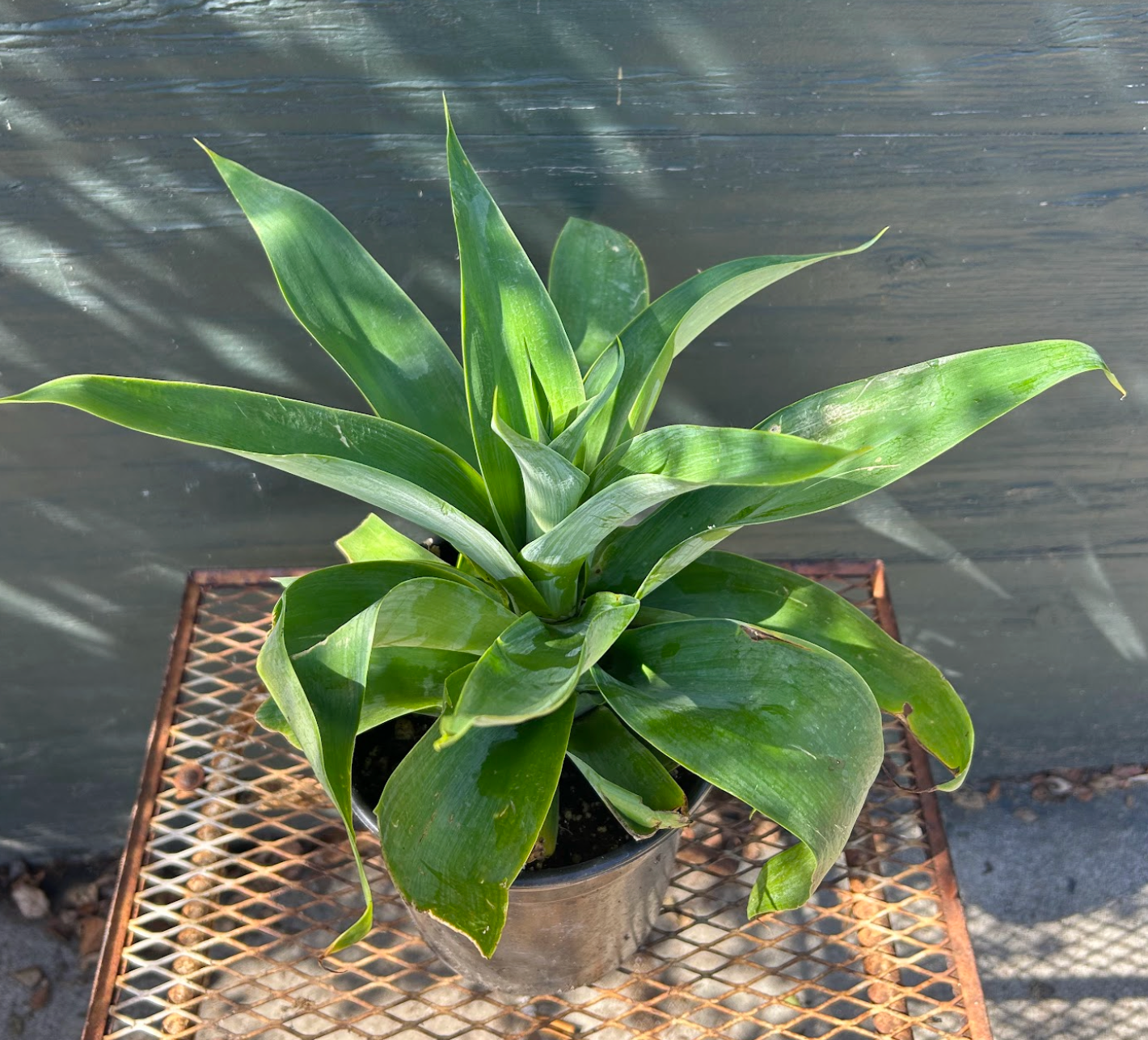 Agave attenuata 'Nova'