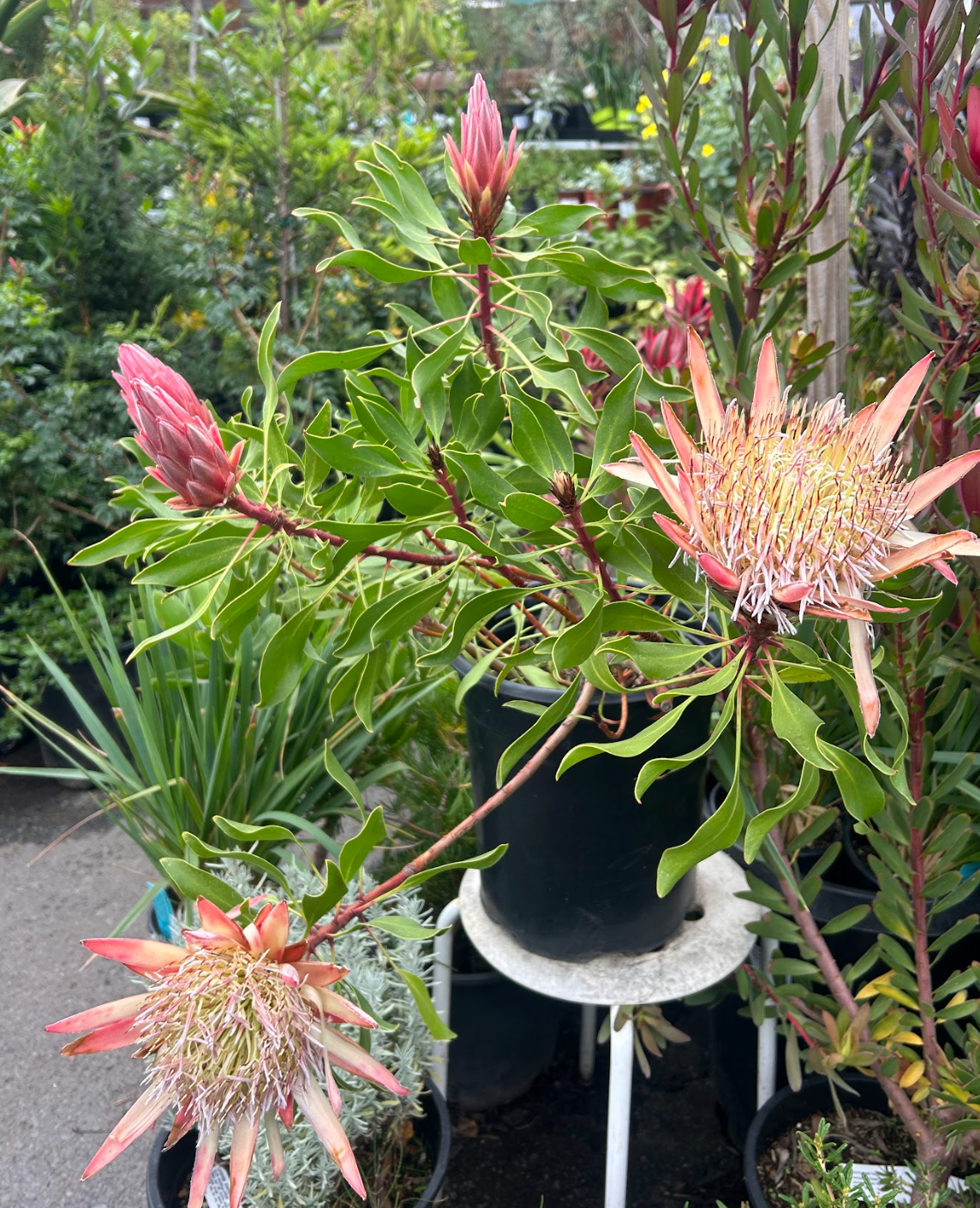 protea indoor plant Protea cynaroides 'Mini King'