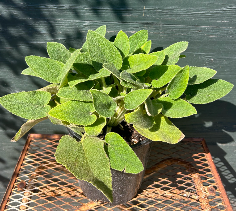 Phlomis samia