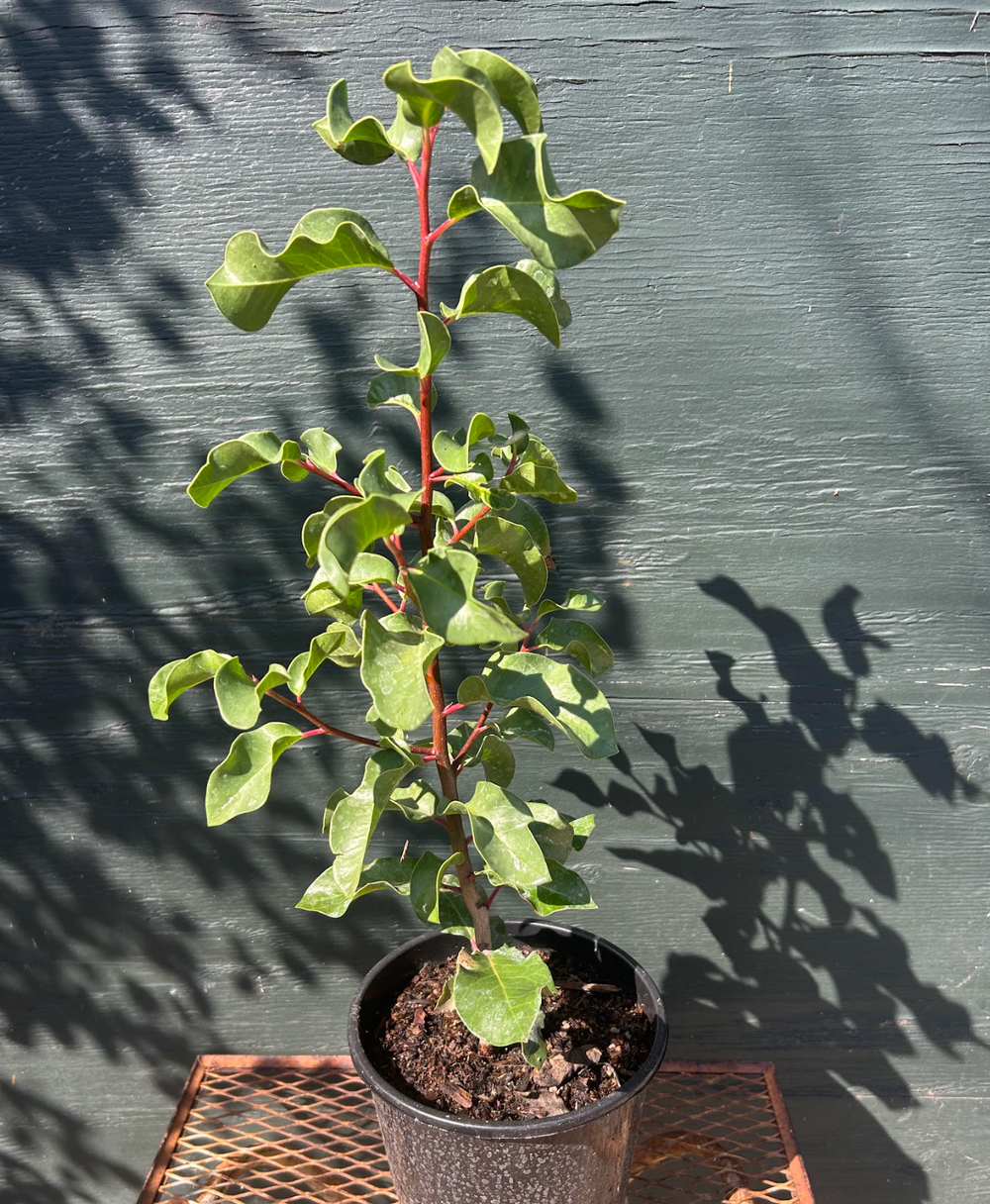 Rhus ovata