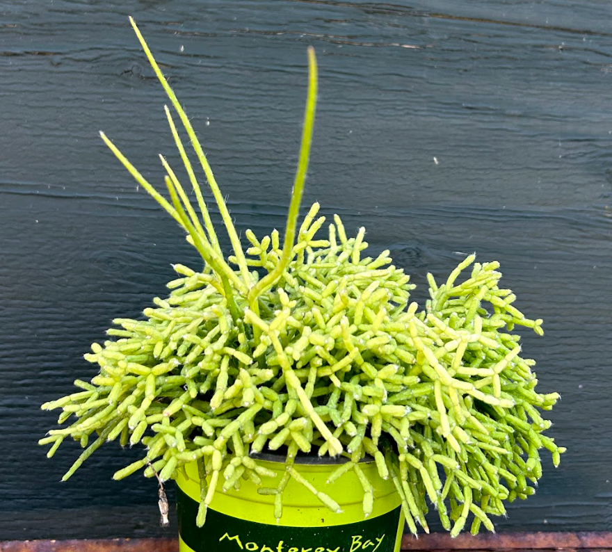 Rhipsalis cereuscula