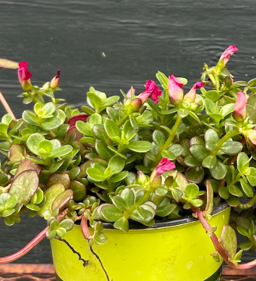 Portulaca 'Pazzaz Nano Fuchsia'
